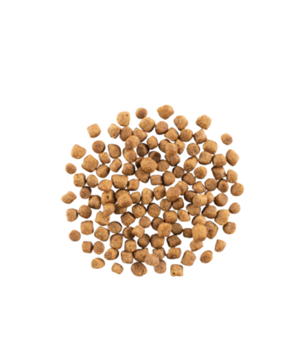 NOW FRESH (ナウフレッシュ)　グレインフリー　スモールブリードパピー 9.98kg