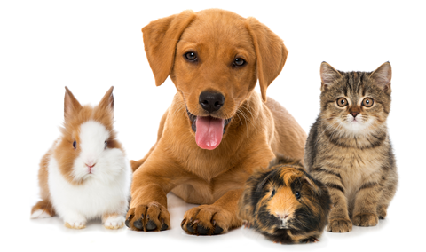 アニマストラス　顆粒　100g　2個セット