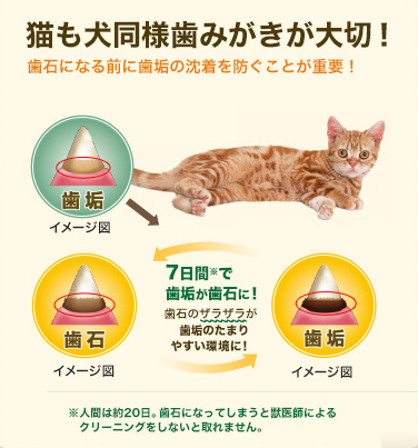 グリニーズ　猫　60g　5種セット　
