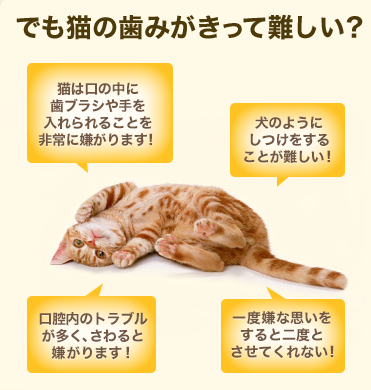 グリニーズ　猫　60g　5種セット　