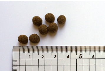 ブラックウッド　パピー　2.7kg