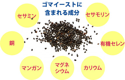 パンフェノン　3個セット