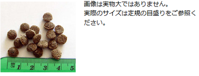 【正規品】　アーガイルディッシュ　ワトルキャット　　16kg　【4kg×4】